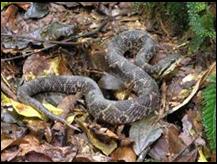 Snake like one on our boat